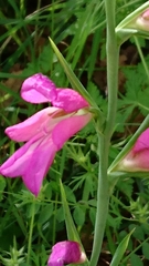 Gladiolus italicus