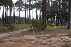 Osteospermum moniliferum