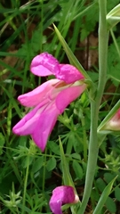 Gladiolus italicus