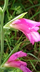 Gladiolus italicus