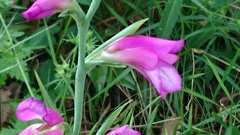 Gladiolus italicus