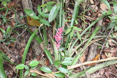 Aechmea vallerandii