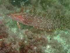 Heterostichus rostratus