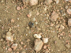 Dianthidium