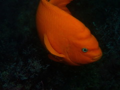 Hypsypops rubicundus