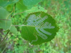 Phyllocnistis populiella