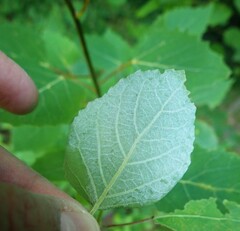 Phyllocnistis populiella