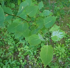 Phyllocnistis populiella