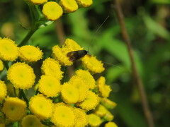 Adelidae