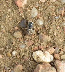 Dianthidium