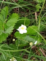 Fragaria viridis