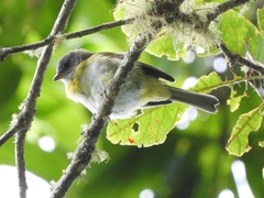 Chlorospingus canigularis