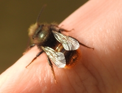 Osmia