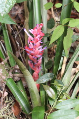 Aechmea vallerandii