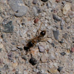 Tetramorium immigrans