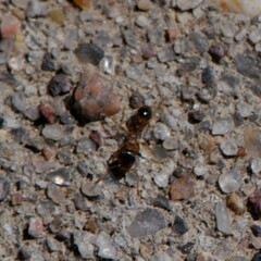 Tetramorium immigrans