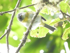 Chlorospingus canigularis