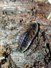 Lamprohiza mulsantii