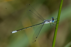 Lestes unguiculatus