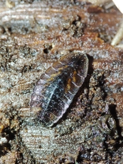 Lamprohiza mulsantii