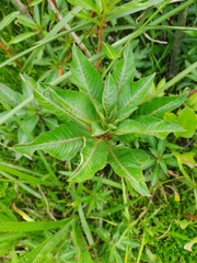 Ludwigia elegans