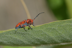 Tetraopes femoratus