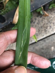 Ophiomyia kwansonis