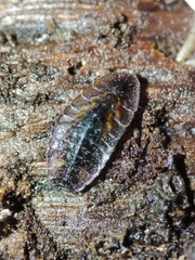 Lamprohiza mulsantii