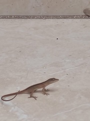 Anolis