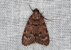 Mimaglossa nauplialis