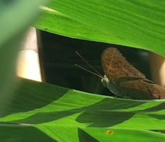 Tanaecia julii bougainvillei