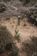 Leucadendron argenteum