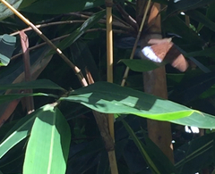 Tanaecia julii bougainvillei