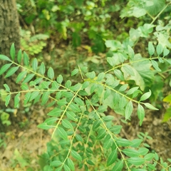 Zanthoxylum schinifolium