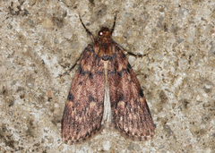 Mimaglossa nauplialis