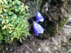 Campanula cochleariifolia