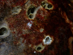 Coryphella trilineata