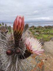 Trichocereus deserticola