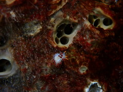 Coryphella trilineata