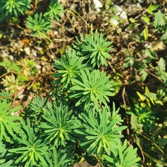 Euphorbia esula
