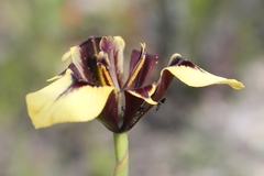 Moraea lurida