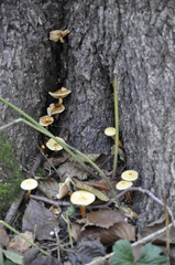 Xeromphalina cauticinalis