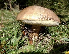 Leccinum scabrum