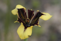 Moraea lurida