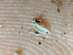 Haplophthalmus