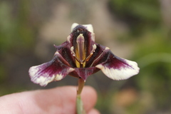 Moraea lurida