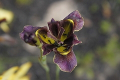 Moraea lurida