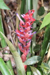 Aechmea vallerandii