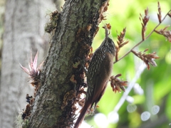 Lepidocolaptes lacrymiger