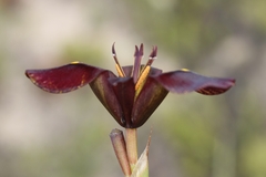 Moraea lurida